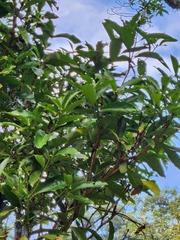 Machilus japonica