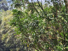 Machilus japonica