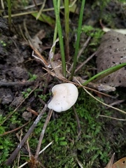 Cuphophyllus angustifolius