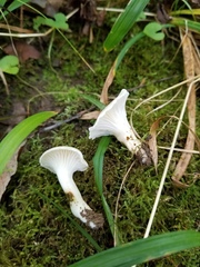 Cuphophyllus angustifolius