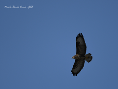 Buteo buteo