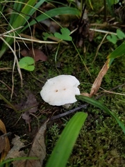 Cuphophyllus angustifolius