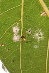 Tetragnathidae