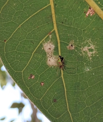 Tetragnathidae