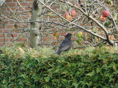 Turdus merula