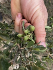 Diospyros lycioides lycioides