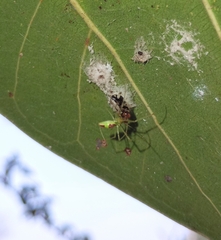 Tetragnathidae