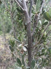 Diospyros lycioides lycioides
