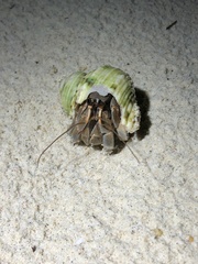 Coenobita
