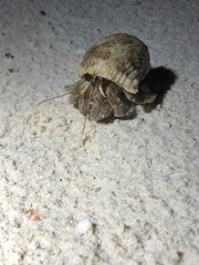 Coenobita