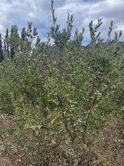 Diospyros lycioides lycioides