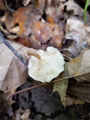 Lentinellus micheneri