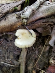 Lentinellus micheneri