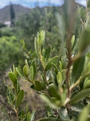 Diospyros lycioides lycioides