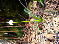 Leucojum vernum