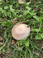 Agaricus