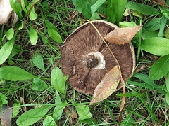 Agaricus