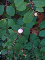 Symphoricarpos microphyllus