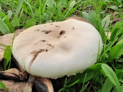 Agaricus