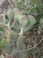 Cotyledon velutina