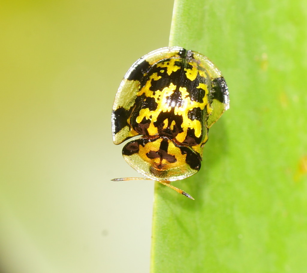 Aspidomorpha maculatissima