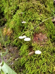 Mycena rebaudengoi