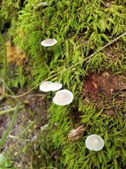 Mycena rebaudengoi