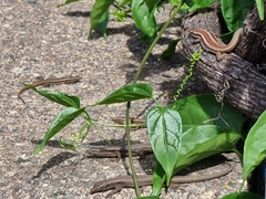 Teira dugesii dugesii