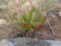 Crassula ovata