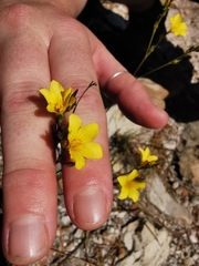 Linum africanum