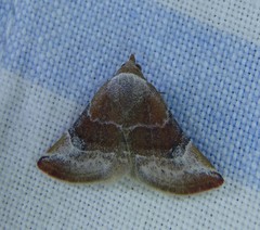 Mataeomera coccophaga