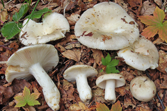 Russula faustiana