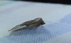 Mataeomera coccophaga