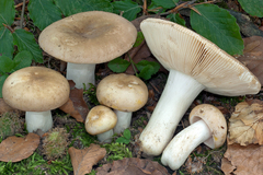 Russula faustiana