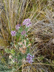 Linochilus phylicoides