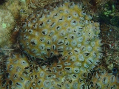 Palythoa