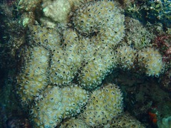 Palythoa