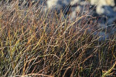 Rumex induratus