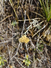 Achyrocline lehmannii