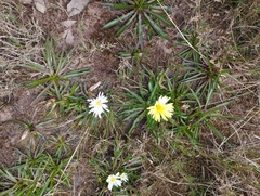 Hypochaeris sessiliflora