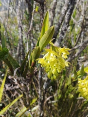 Epidendrum zipaquiranum