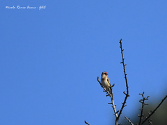 Carduelis carduelis