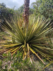 Puya goudotiana