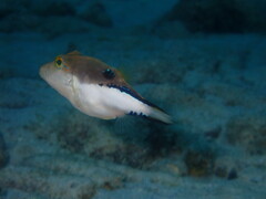 Canthigaster rostrata