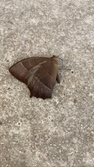 Taygetis rufomarginata