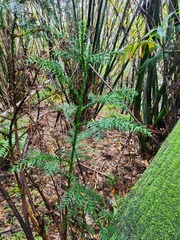 Cryptomeria japonica