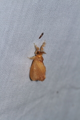 Dalceridae