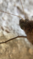 Taygetis rufomarginata