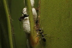 Dysmicoccus macrozamiae