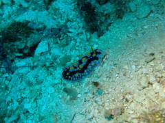 Phyllidia coelestis